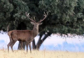 La Junta autoriza la caza de ciervo, gamo, jabalí y muflón los meses de julio y agosto por falta de agua