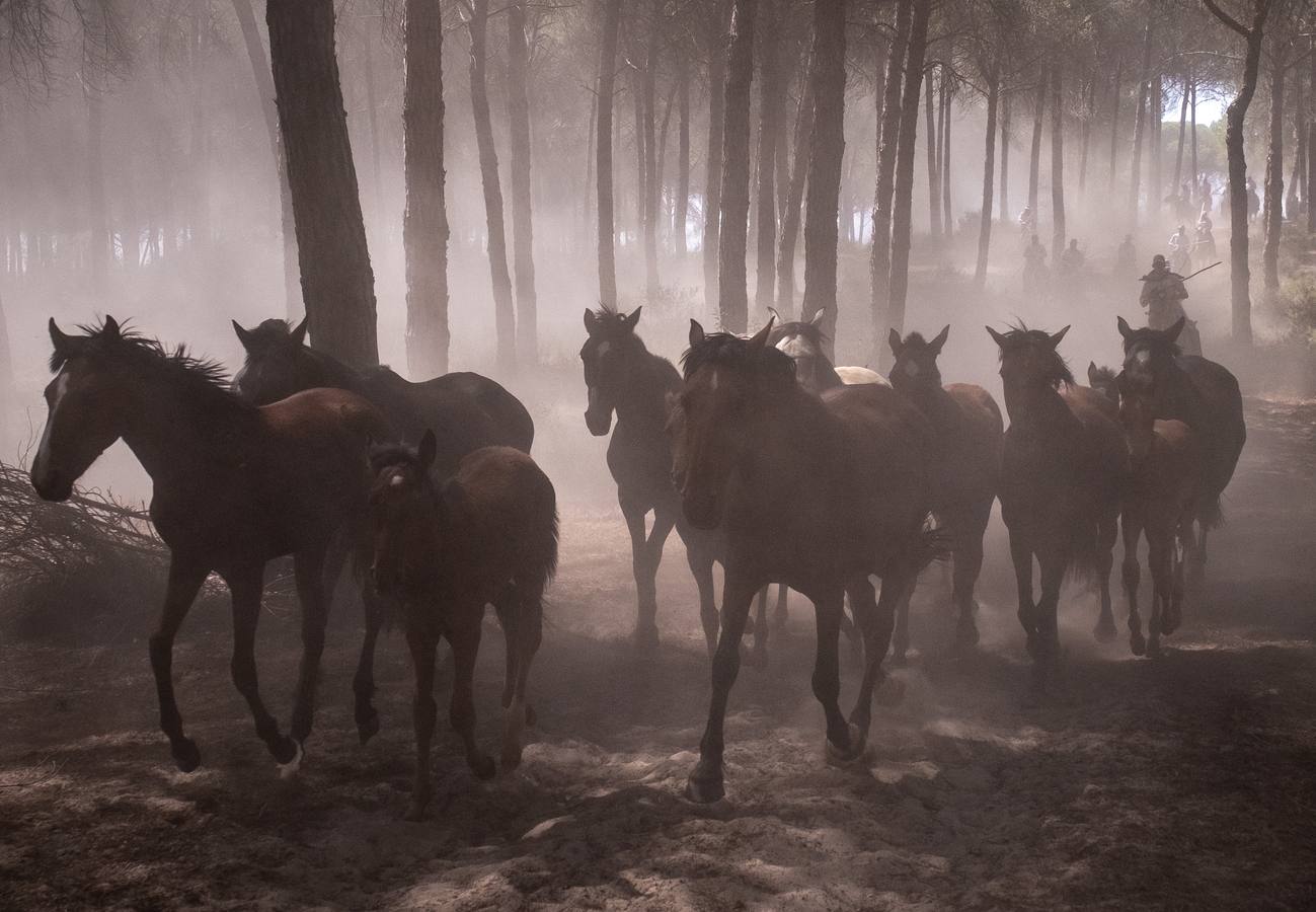 Como cada 26 de junio, Almonte ha celebrado su tradicional 'Saca de las Yeguas'