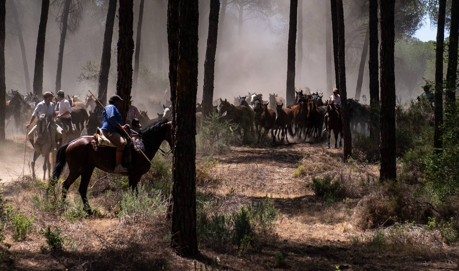 Como cada 26 de junio, Almonte ha celebrado su tradicional 'Saca de las Yeguas'
