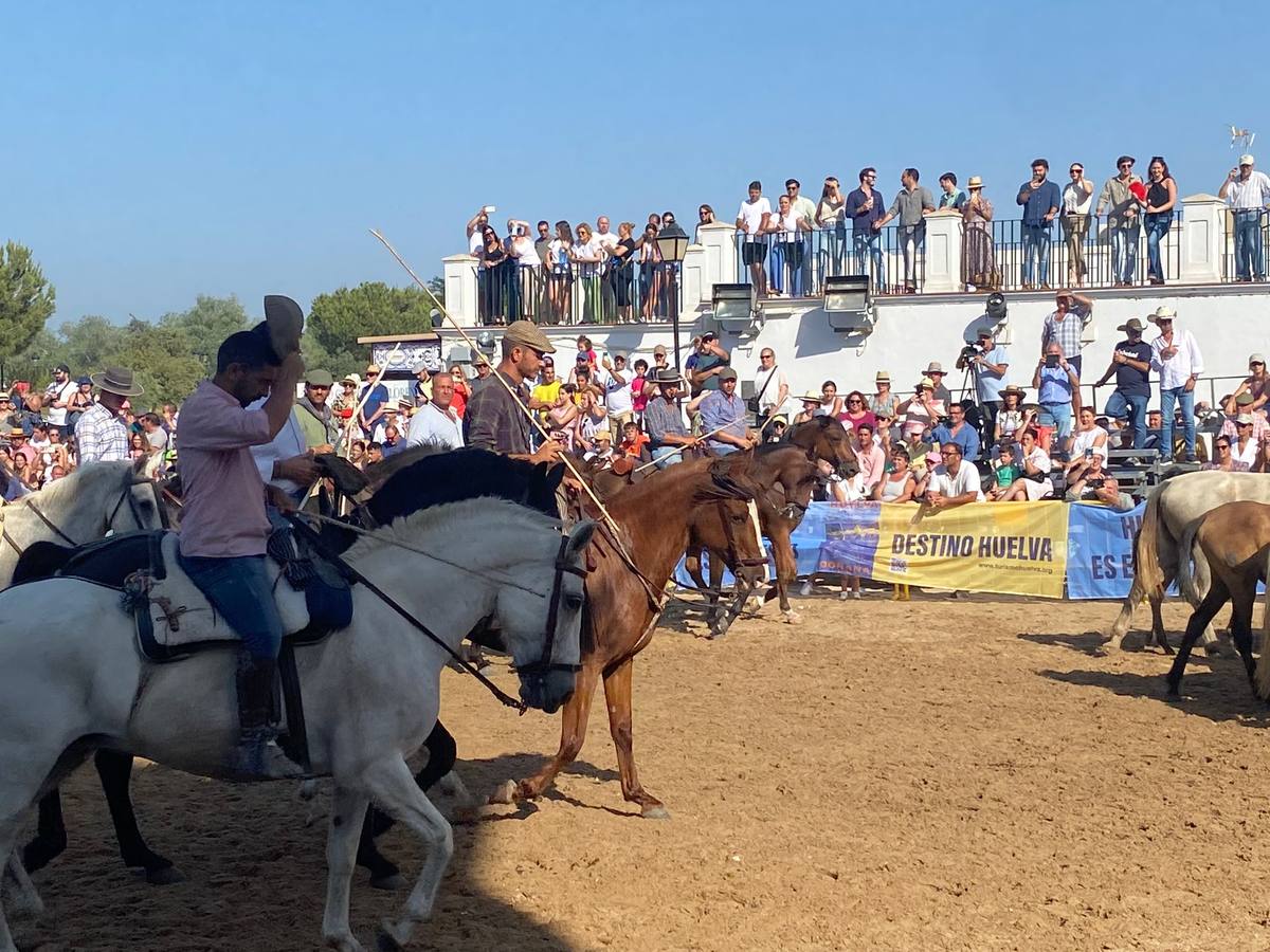 Como cada 26 de junio, Almonte ha celebrado su tradicional 'Saca de las Yeguas'