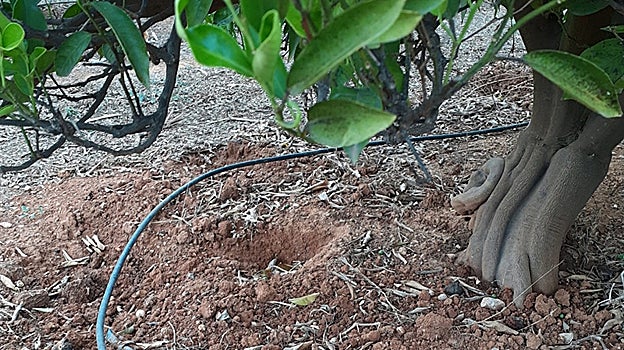 Hoyos y destrozos causados por jabalíes en un terreno de cultivo