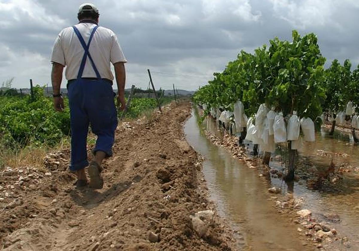 Imagen de archivo de un agricultor en una explotación vitivinícola