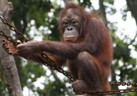 Acusan al Zoo de Barcelona de «estresar a los animales» tras la repentina muerte de un orangután