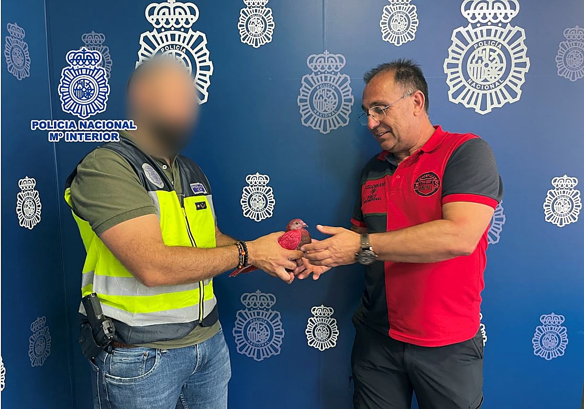 Imagen de uno de los palomos de competición rescatados por la Policía Nacional en Alicante