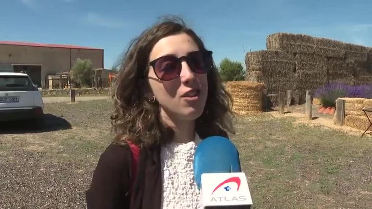 Lavanda en todo su esplendor