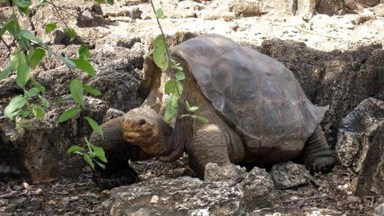 Capturan una tortuga mordedora «muy agresiva» en un parque de Toledo