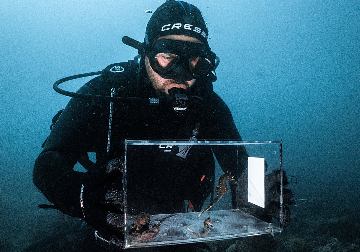 Uno de los buzos del Oceanogràfic en el momento de la suelta de los caballitos recuperados en el ARCA del Mar 2