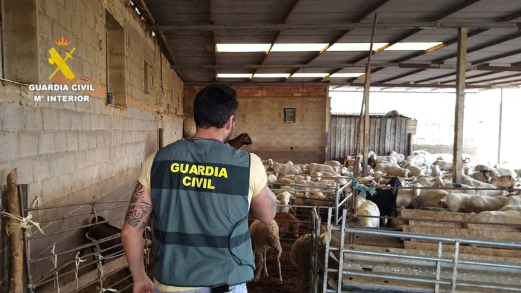 Detienen a dos hombres por el robo de 18 ovejas y 4 cabras valoradas en 1.500 euros en Castellón