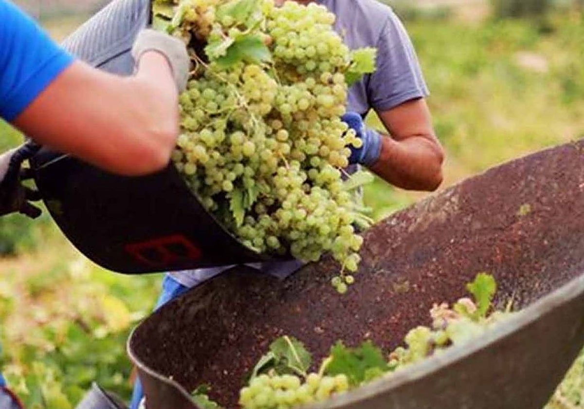 Asaja considera que los efectos climáticos están reduciendo la producción