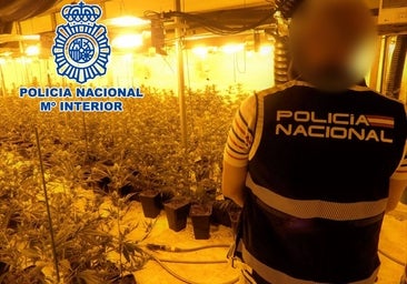 Desarticulan una banda criminal que producía cerca de 400 plantas de marihuana al mes en naves industriales de Alicante