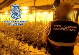 Desarticulan una banda criminal que producía cerca de 400 plantas de marihuana al mes en naves industriales de Alicante