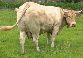 Miss Vaca 2023: la coruñesa Blanca sucede a Rubia en el clásico certamen de belleza bovino