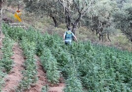 Las aristas del tráfico de marihuana en Córdoba: del salto a la exportación al cultivo de 'guerrilla' de la selva