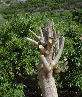 Imagen secundaria 2 - El río de Benamargosa está seco y se usa de aparcamiento, las norias antiguas no tienen agua en Benamocarra y los aguacates están cortados para reducir la necesidad de riego.