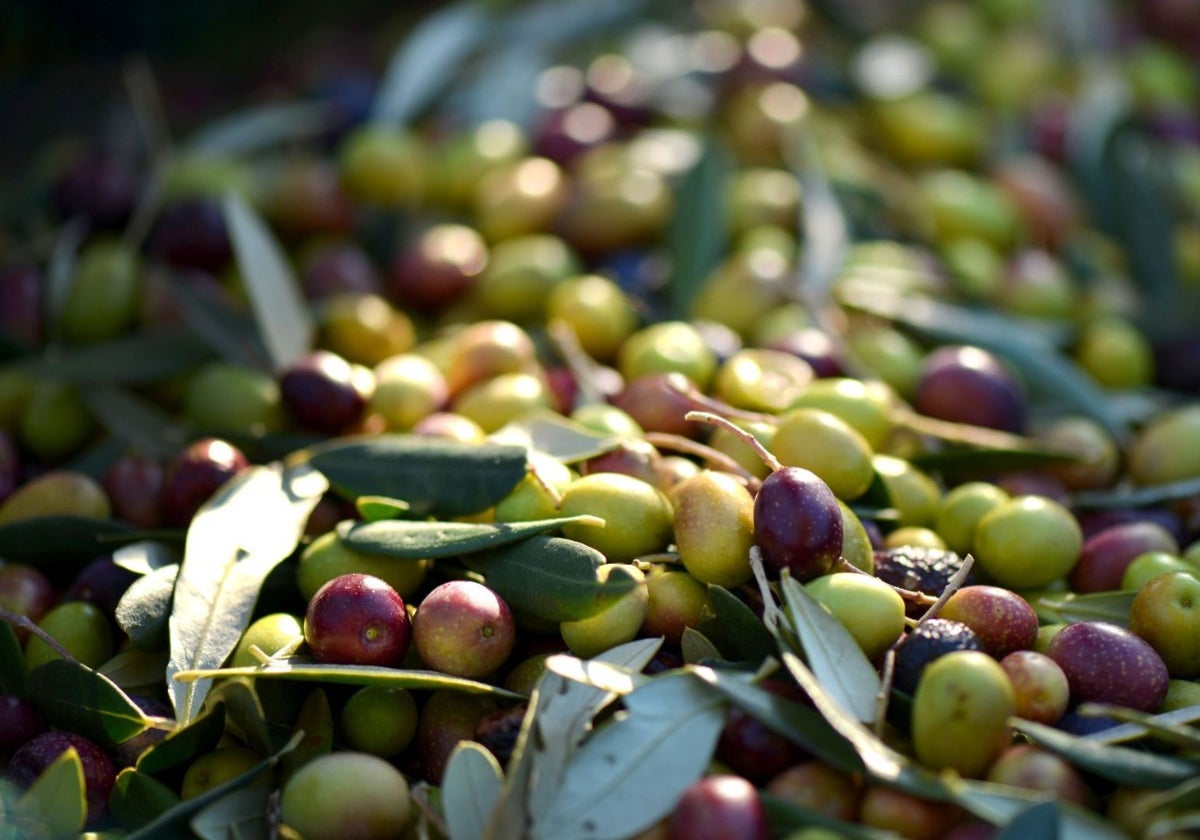 Las nanopartículas se extraen de un compuesto natural extraído de la producción de aceite de oliva.