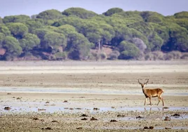 Llega a Andalucía la enfermedad infecciosa que ha provocado la muerte de varios ciervos