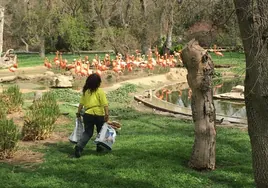 El Zoo de Madrid, contra la ola de calor: repartirá polos y dará duchas refrescantes a los animales
