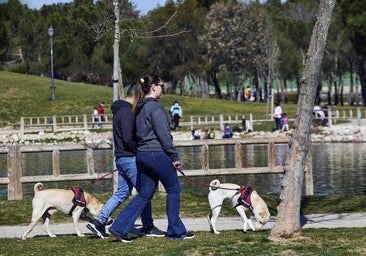 Al menos dos perros muertos por envenenamiento en el parque Calero, en Madrid