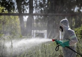Detectan mosquitos transmisores del virus del Nilo en Málaga