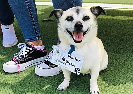 Imagen secundaria 1 - Imágenes del festival solidario del ELIS Villamartín