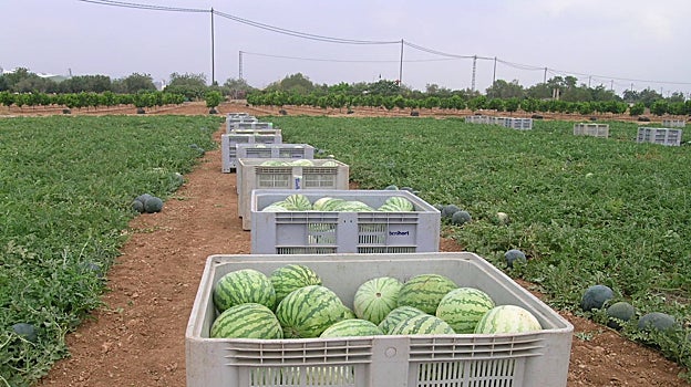 Qué pasa con el melón y la sandía este verano: la producción cae a la mitad y el precio se duplica