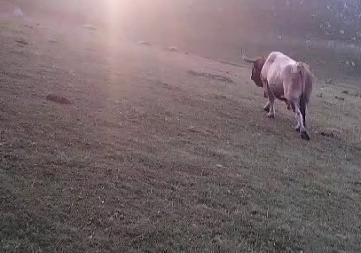 El toro apuntillado en una ganadería en el Puerto de Pinos de León