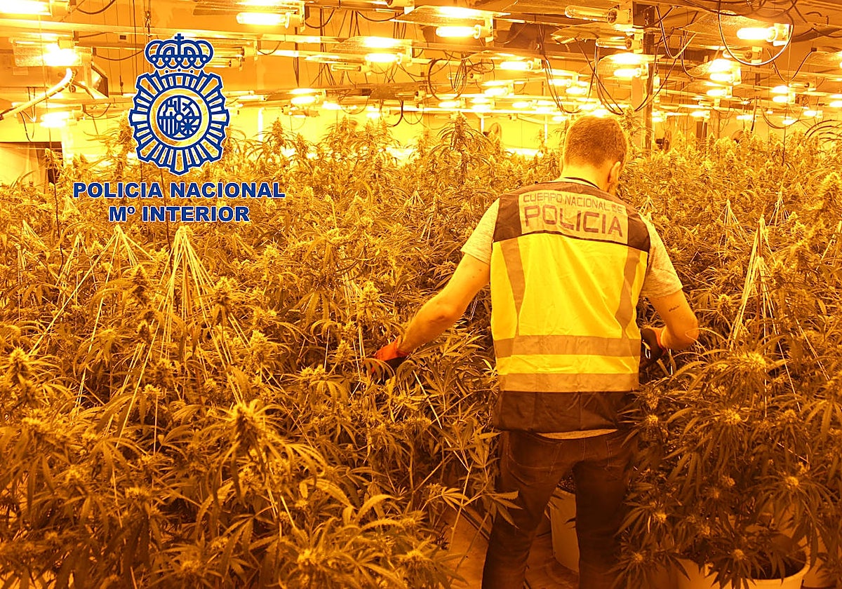 Imagen de un policía nacional en la plantación indoor de Vilamarxant