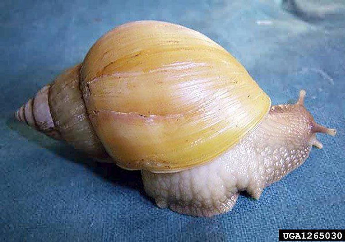 Imagen del caracol gigante africante