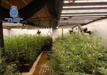 Once detenidos de un grupo criminal en Talavera dedicado al tráfico de marihuana