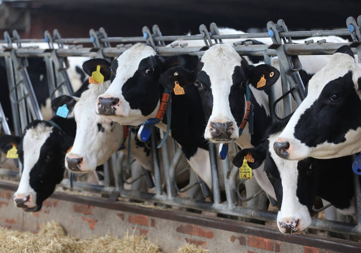 Vacas en una explotación ganadera del norte de Córdoba