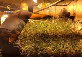 La Guardia Civil desmantela un cultivo con más de 500 plantas de marihuana en un chalé de lujo en la costa alicantina