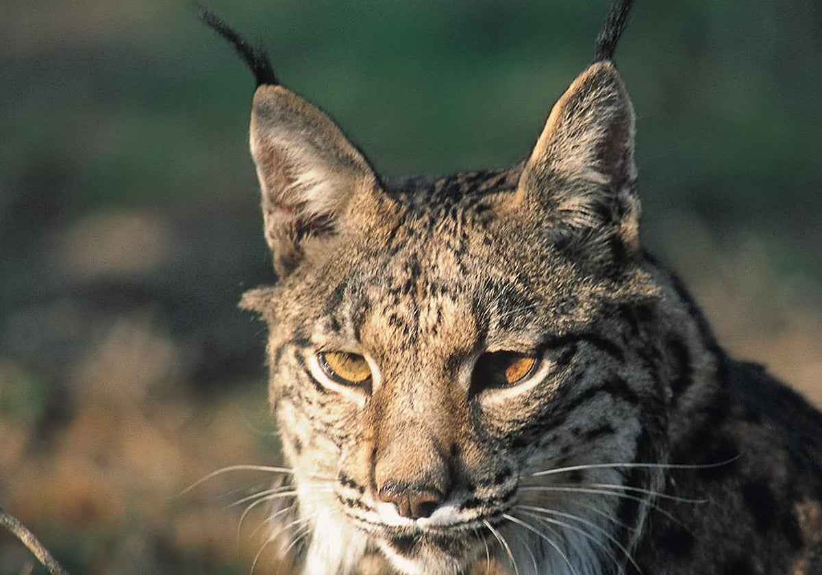 Imagen de archivo de un lince ibérico