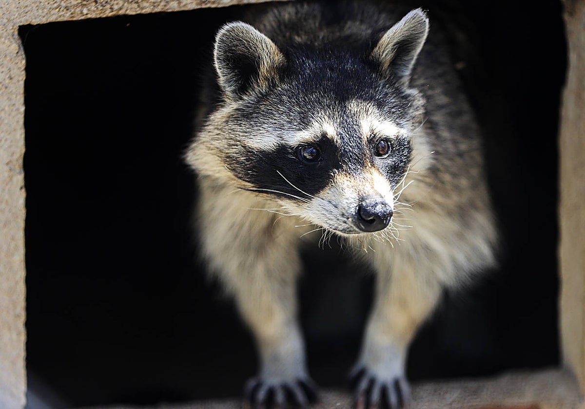 Un mapache recogido en la Comunidad de Madrid