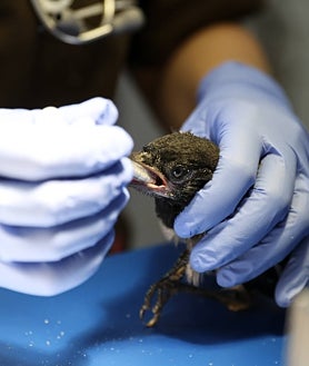 Imagen secundaria 2 - Arriba, algunos de los trabajadores del centro; abajo, un agente forestal transporta un animal y un vencejo 