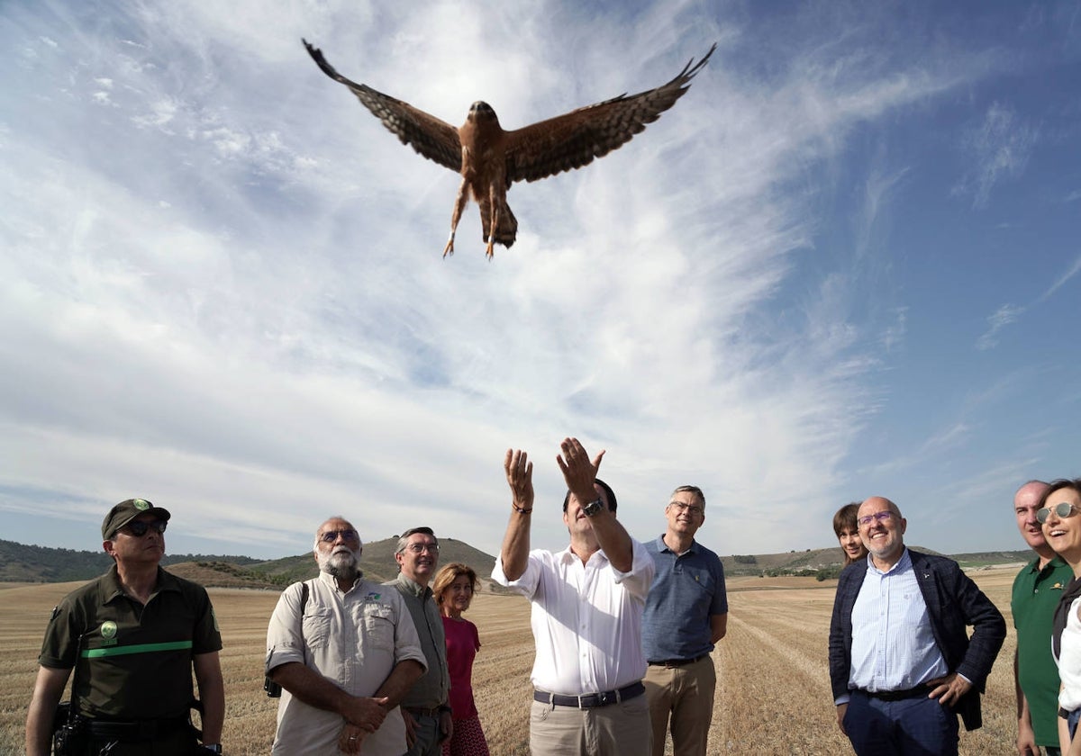 El consejero de Medio Ambiente, Juan Carlos Suárez-Quiñones, suelta un ejemplar de aguilucho cenizo