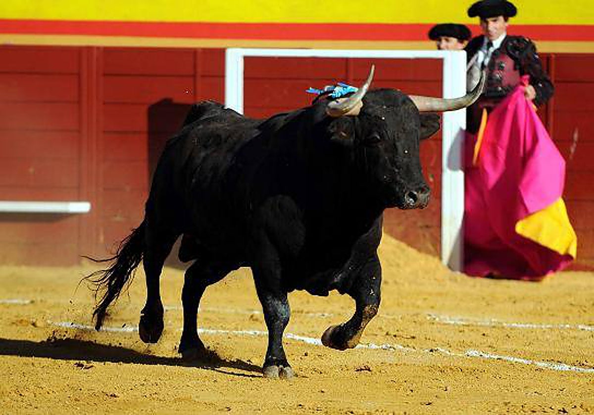 Un ejemplar del hierro de Alcurrucén lidiado en Cenicientos