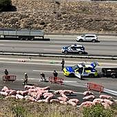 Decenas de cerdos invaden la AP-7 a la altura de Santa Perpètua (Barcelona) tras un accidente