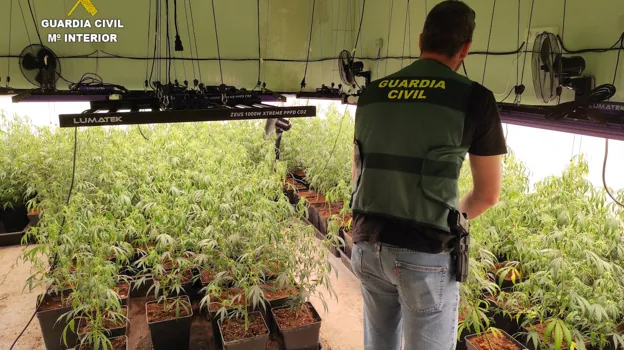 Imagen de la plantación de marihuana intervenida por la Guardia Civil en Llutxent
