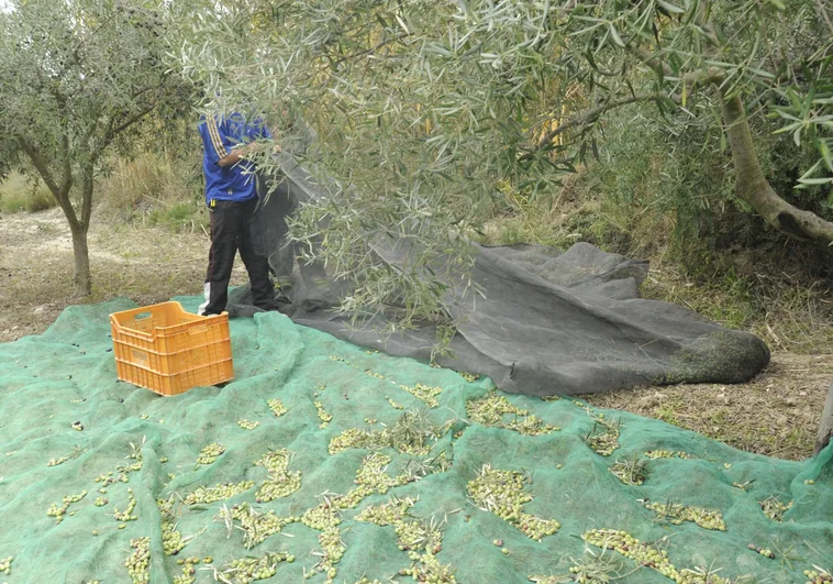 Un agricultor recolecta oliva en una explotación agraria alicantina.