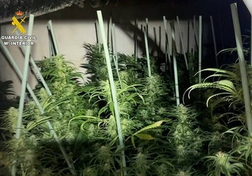 La Guardia Civil desarticula una red de tráfico de drogas y detiene a 29 personas entre Córdoba y Málaga