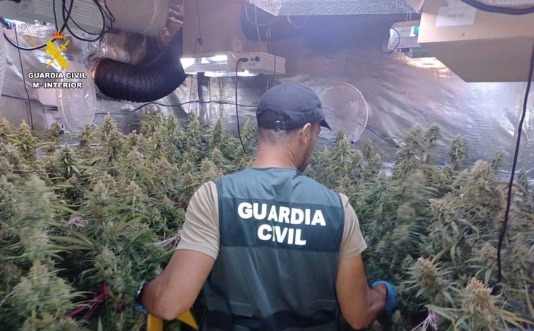 Imagen principal - Imágenes en detalle de la marihuana y armas incautadas y el momento del operativo