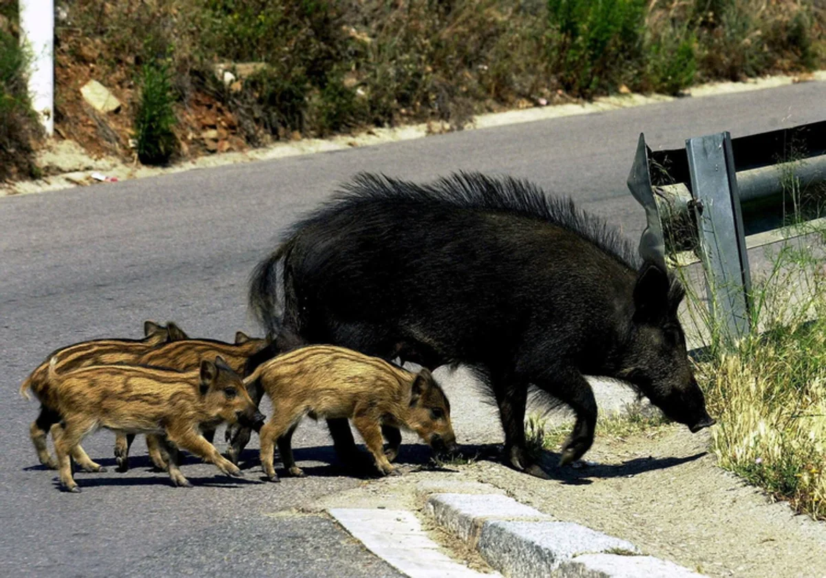 El Seprona confisca visores nocturnos a tres cazadores apostados para  abatir jabalíes - Levante-EMV