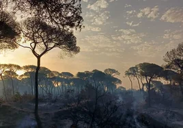 Juanma Moreno ruega «prudencia para evitar graves incendios» ante el inicio de otra ola de calor en Andalucía