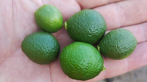 Imagen de mandarinas alargadas en esta última campaña