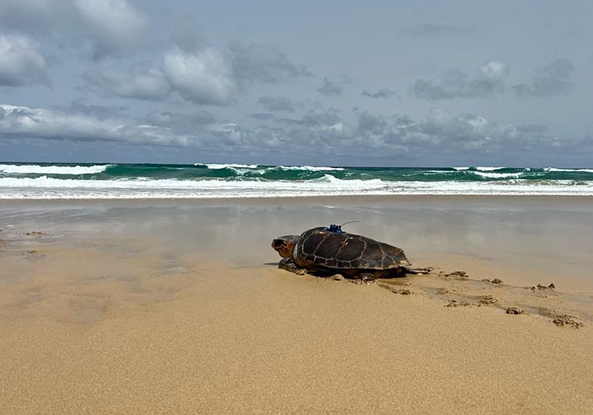 Chofe en su regreso al mar en Fuerteventura