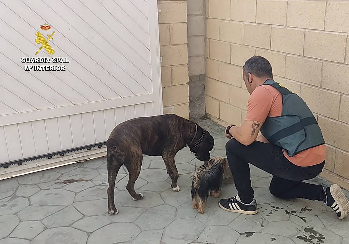 Imagen de un agente de la Guardia Civil con los dos perros recuperados