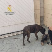 Estafa 200 euros a dueños de perros robados haciéndoles creer que sabe dónde están y les llama para burlarse del engaño