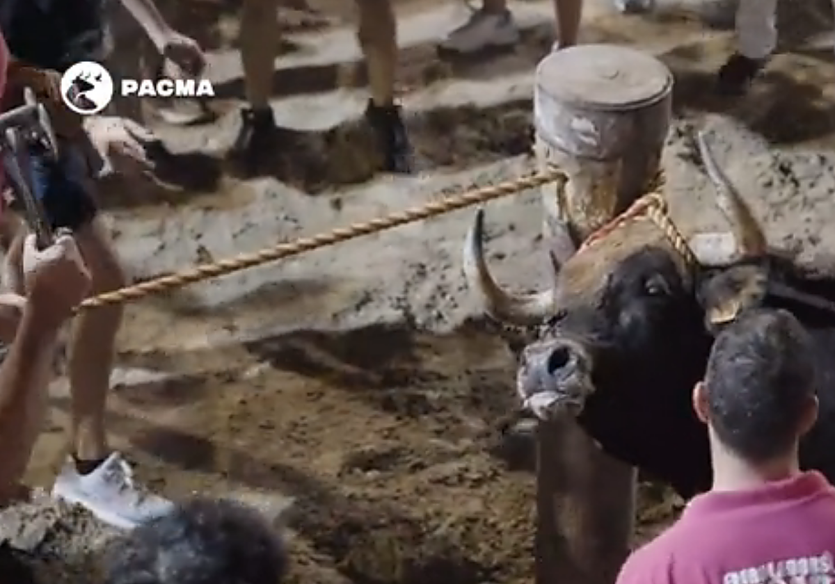 Imagen del toro embolado herido en las Fiestas del Serrallo del Grao de Castellón