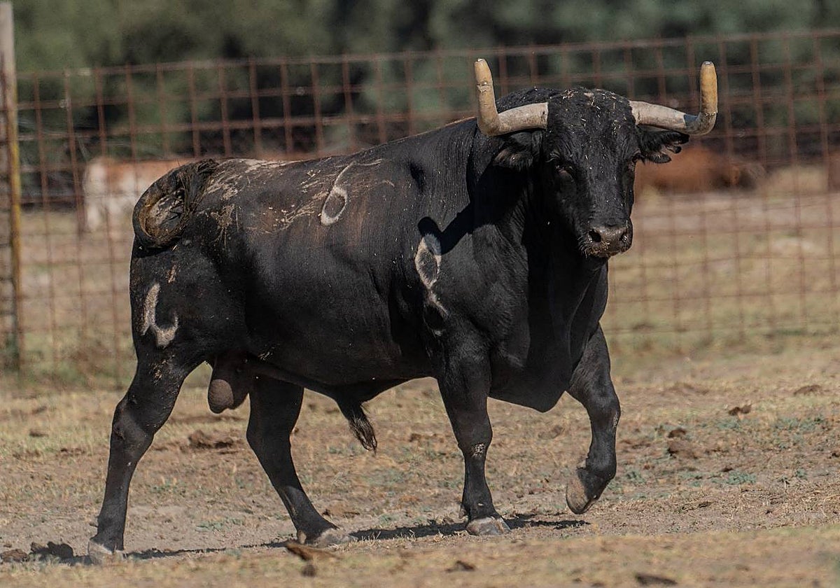 'Gavilanillo' será el Toro de la Vega de este 2023