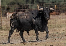 Tordesillas ya tiene a su Toro de la Vega 2023: 'Gavilanillo'